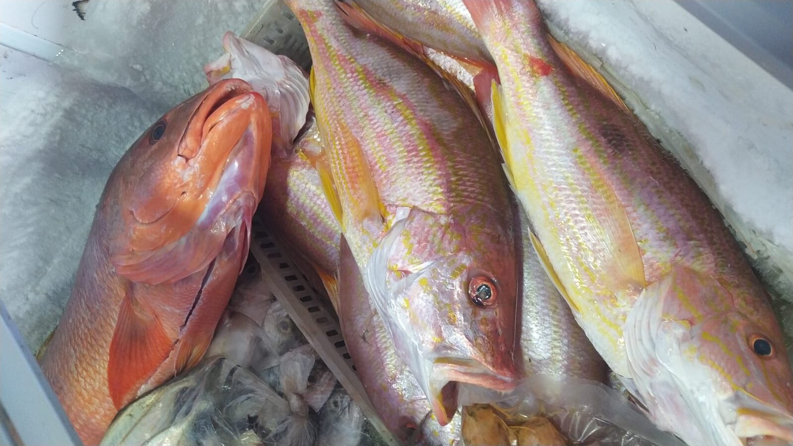 PESCADERIA DONDE JAINER 